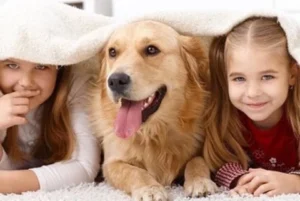 Cách diệt khuẩn chuồng thú cưng