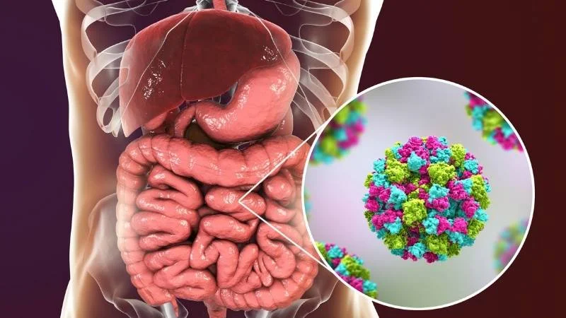 Ăn nhiều dầu ăn có tốt không? Có gây hại gì không? 17 Dầu ăn có thể gây suy giảm hệ vi sinh vật đường ruột