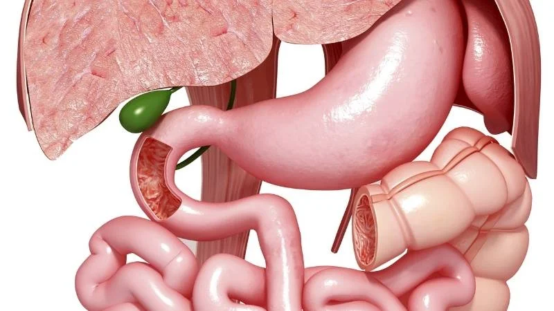 Dầu hạt cải có tốt không? Công dụng và tác hại của chúng 23 Dầu hạt cải hỗ trợ quá trình tiêu hóa