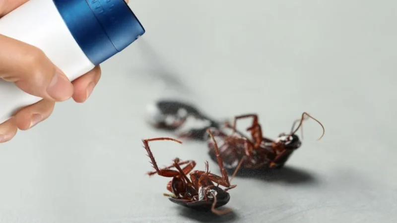 16 cách đuổi gián ra khỏi nhà vĩnh viễn, an toàn, hiệu quả 43 Sử dụng thuốc diệt gián