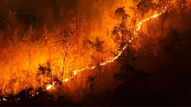12 nguyên nhân gây ô nhiễm không khí hiện nay 11 Nguyên nhân gây ô nhiễm không khí do cháy rừng