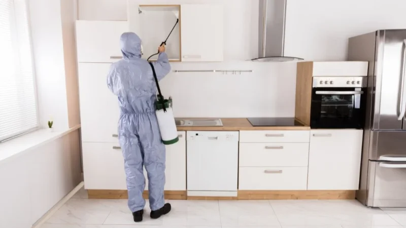 16 cách đuổi gián ra khỏi nhà vĩnh viễn, an toàn, hiệu quả 25 Tại sao cần đuổi gián ra khỏi nhà?