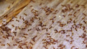 Cách diệt kiến vàng nhỏ