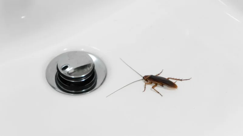 Hé lộ 6 cách đuổi gián trong nhà tắm hiệu quả bất ngờ 14 Cách đuổi gián trong nhà tắm an toàn và hiệu quả