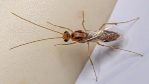 Cách đuổi kiến cánh