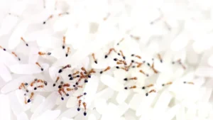 Cách đuổi kiến ra khỏi gạo