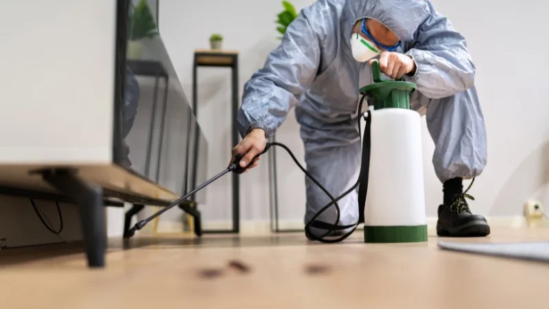 Thuốc xịt đuổi chuột có hiệu quả không? Có an toàn không? 11 cách sử dụng thuốc xịt chuột