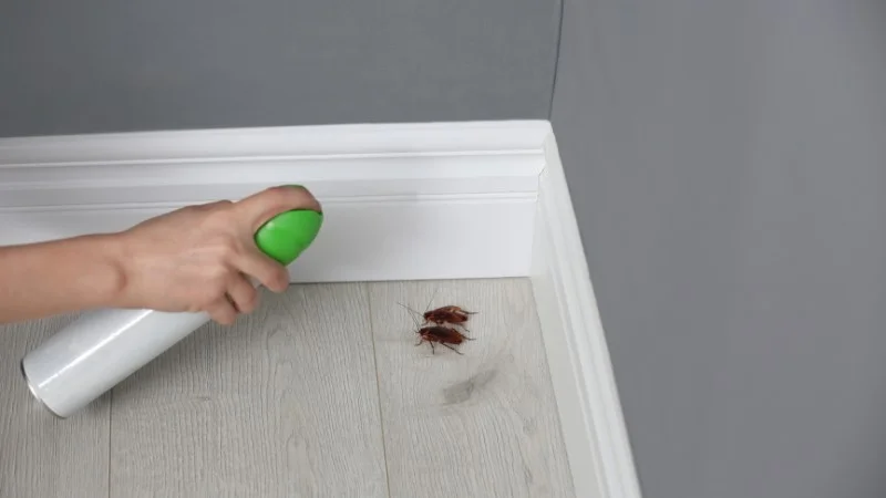 4 cách đuổi gián trong phòng ngủ đơn giản nhất 13 Đuổi gián bằng thuốc diệt gián loại bình xịt