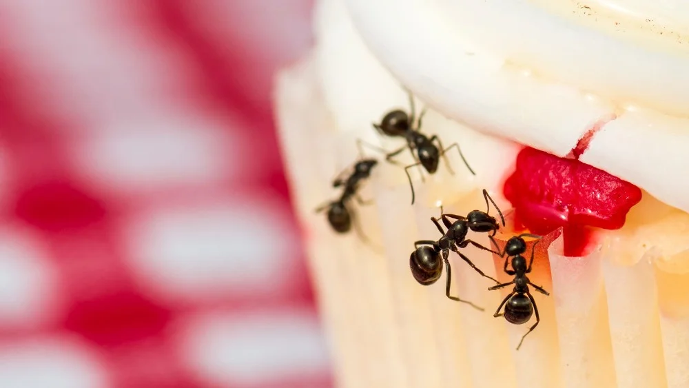 4 cách đuổi kiến ra khỏi đồ ăn hiệu quả và an toàn 11 Kiến bò vào đồ ăn có đuổi được không?