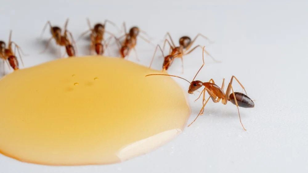4 cách đuổi kiến ra khỏi đồ ăn hiệu quả và an toàn 10 Nguyên nhân kiến bò vào đồ ăn