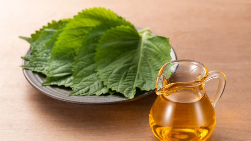 Dầu tía tô và 10 lợi ích tuyệt vời không phải ai cũng biết 30 Tác dụng của dầu tía tô