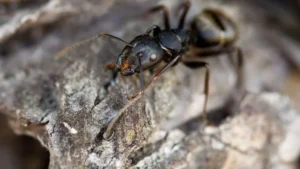 Cách diệt kiến đen trong nhà