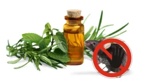 Tinh dầu đuổi chuột