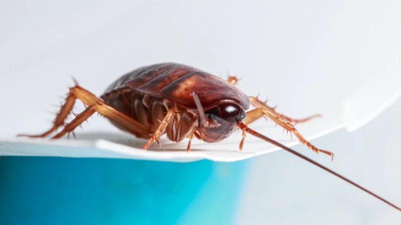 4 cách đuổi gián trong phòng ngủ đơn giản nhất 9 Vì sao gián bò vào phòng ngủ?