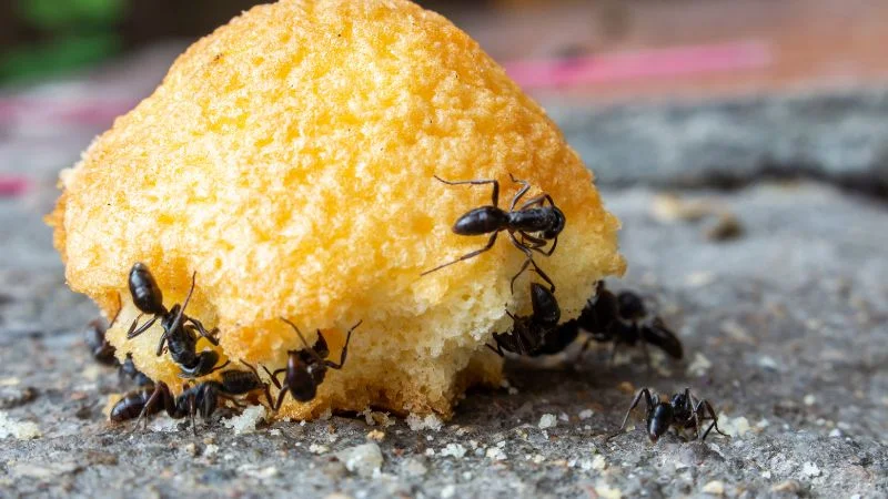 4 cách diệt kiến gió nhanh chóng, an toàn và hiệu quả bất ngờ 8 Vì sao nên đuổi kiến gió ra khỏi nhà