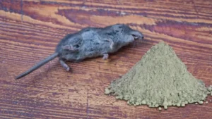 Cách diệt chuột bằng xi măng