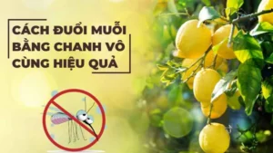 Cách đuổi muỗi bằng chanh vô cùng hiệu quả