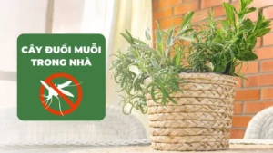 Cây đuổi muỗi