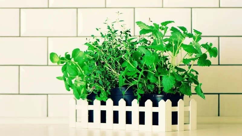 6 cách đuổi muỗi tự nhiên hiệu quả, an toàn không độc hại 13 Đuổi muỗi tự nhiên bằng cách trồng cây