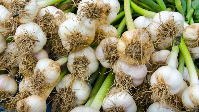 5 cách đuổi chuột bằng tỏi hiệu quả, dễ thực hiện tại nhà 16 Lưu ý khi đuổi chuột bằng tỏi
