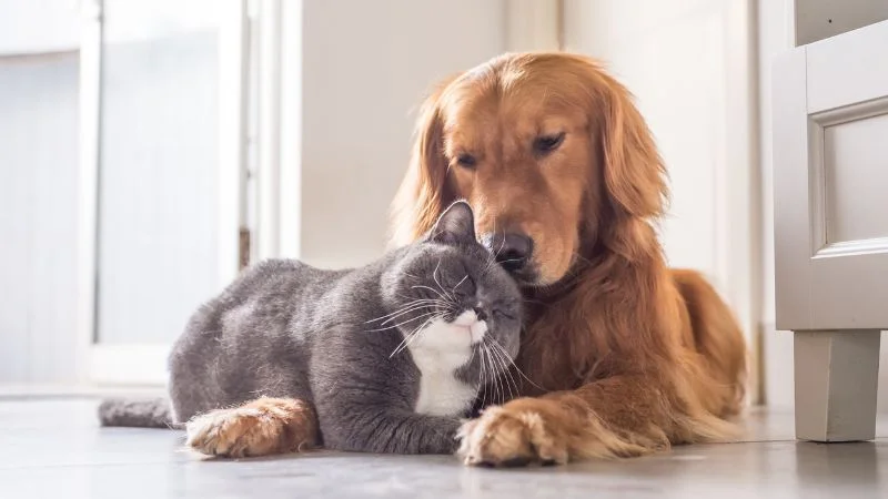 Cách diệt chuột bằng nước rửa bát với mì tôm và xi măng 11 Ngoài nước rửa bát nên kết hợp nuôi chó mèo để đuổi chuột