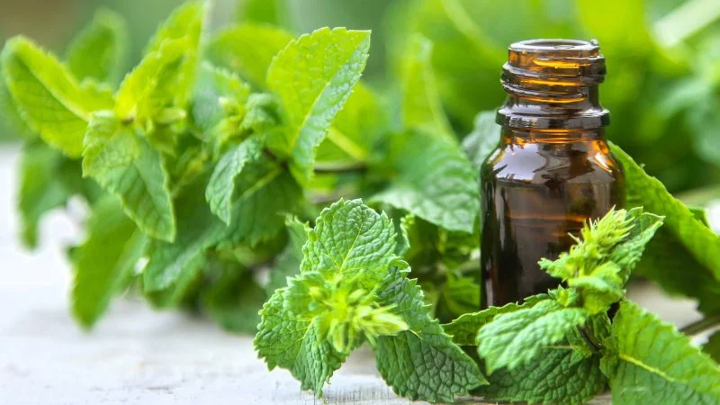 14 loại tinh dầu đuổi muỗi an toàn và hiệu quả nhất 21 Tinh dầu bạc hà