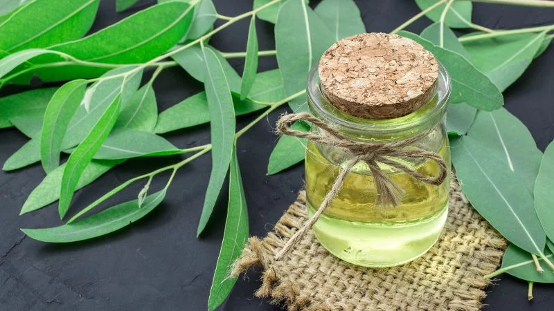 14 loại tinh dầu đuổi muỗi an toàn và hiệu quả nhất 27 Tinh dầu bạch đàn chanh