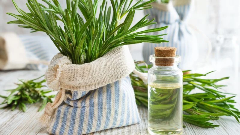 14 loại tinh dầu đuổi muỗi an toàn và hiệu quả nhất 23 Tinh dầu hương thảo