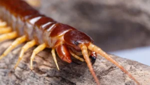 Vì sao rết bò vào nhà