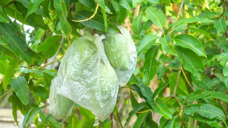 Bỏ túi ngay 5 cách diệt ruồi vàng hại mướp và cây ăn quả 15 Bảo vệ quả bằng túi nilon
