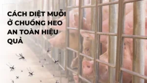 Cách diệt muỗi ở chuồng heo