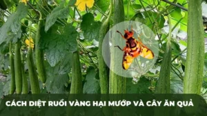 Cách diệt ruồi vàng hại mướp và cây ăn quả