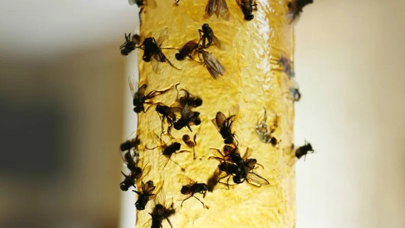 5 cách đuổi ruồi cho quán ăn an toàn mà vô cùng hiệu quả 11 Cách đuổi ruồi quán ăn bằng bẫy ruồi