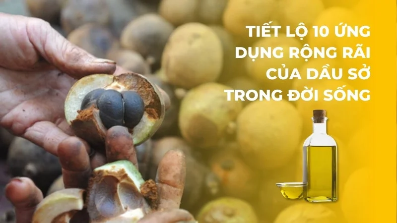 Tiết lộ 10 ứng dụng rộng rãi của dầu sở trong đời sống 15 Nguồn gốc dầu sở