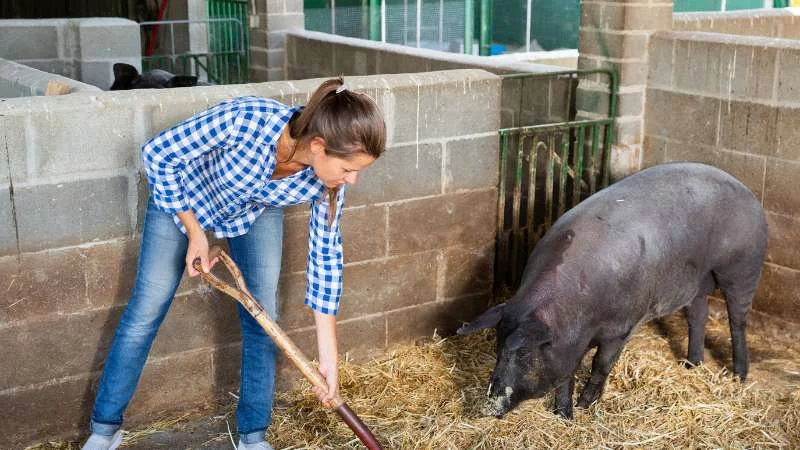 5 cách diệt muỗi ở chuồng heo, chuồng gà một cách triệt để 10 Dọn vệ sinh sạch sẽ chuồng trại