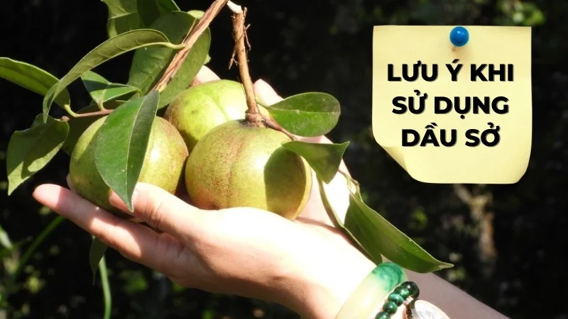 Tiết lộ 10 ứng dụng rộng rãi của dầu sở trong đời sống 28 Lưu ý khi sử dụng dầu sở