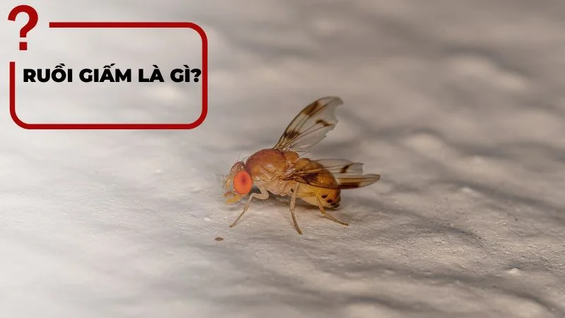 6 cách diệt ruồi giấm trong nhà vệ sinh, phòng bếp, phòng ngủ 10 Ruồi giấm là gì?