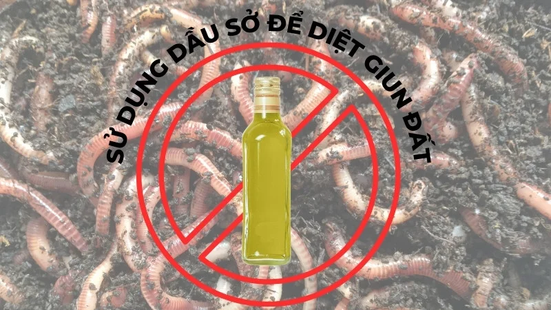 Tiết lộ 10 ứng dụng rộng rãi của dầu sở trong đời sống 25 Sử dụng dầu sở để diệt trừ giun đất