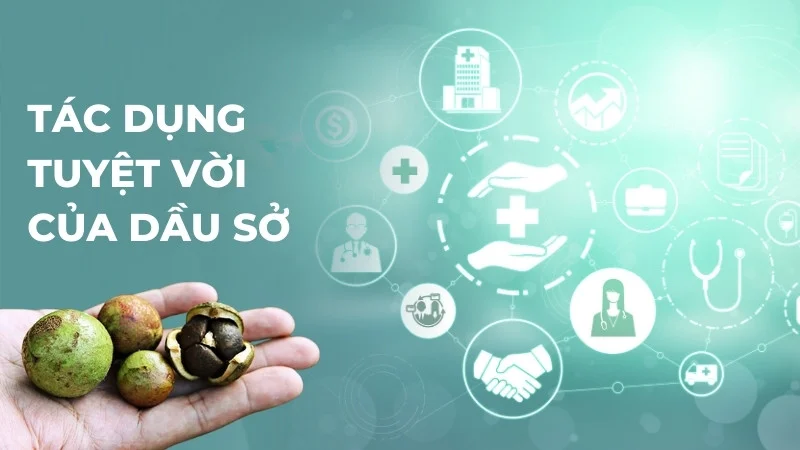 Tiết lộ 10 ứng dụng rộng rãi của dầu sở trong đời sống 16 Tác dụng tuyệt vời của dầu sở