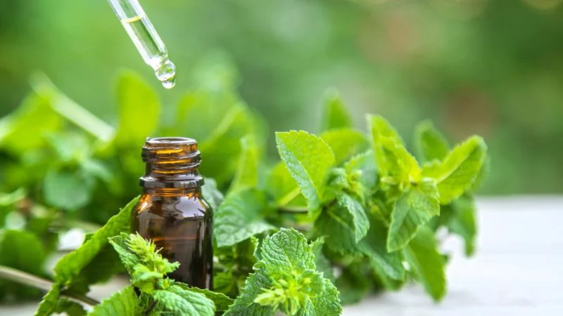 4 cách đuổi ruồi bằng dầu gió vô cùng đơn giản mà hiệu quả 8 Vì sao có thể dùng dầu gió để xua đuổi ruồi?