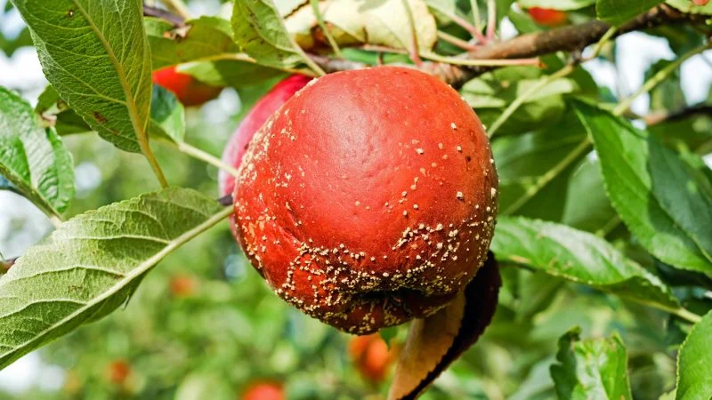 Bỏ túi ngay 5 cách diệt ruồi vàng hại mướp và cây ăn quả 9 Vì sao cần phải diệt ruồi vàng hại cây trái?
