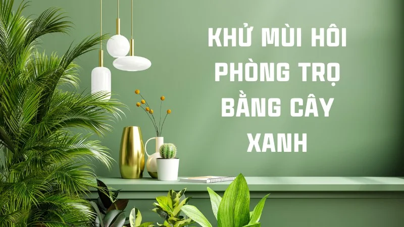 14 cách khử mùi cống trong phòng trọ đơn giản, hiệu quả 27 Khử mùi hôi phòng trọ bằng cây xanh