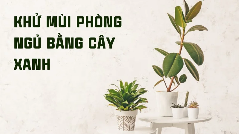 Bỏ túi ngay 10 cách giúp khử mùi phòng ngủ hiệu quả 23 Khử mùi phòng ngủ bằng cây xanh