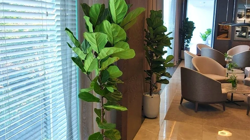 24 cây lọc không khí trong nhà, trong phòng ngủ hiệu quả 48 Cây bàng singapore