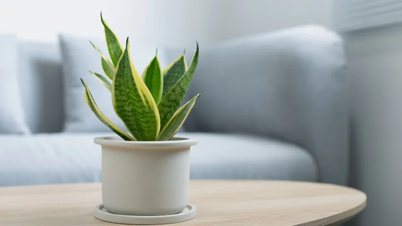 24 cây lọc không khí trong nhà, trong phòng ngủ hiệu quả 25 Cây lưỡi hổ