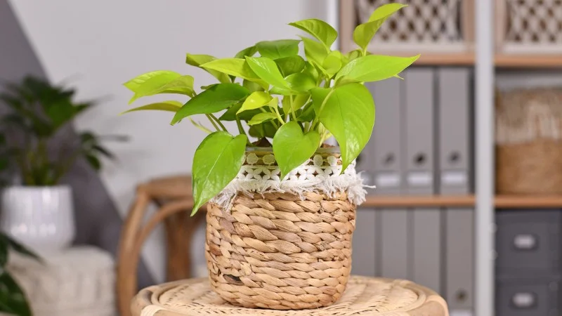 24 cây lọc không khí trong nhà, trong phòng ngủ hiệu quả 30 Cây trầu bà