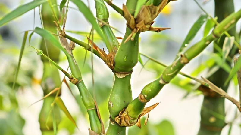 24 cây lọc không khí trong nhà, trong phòng ngủ hiệu quả 37 Cây trúc quan âm