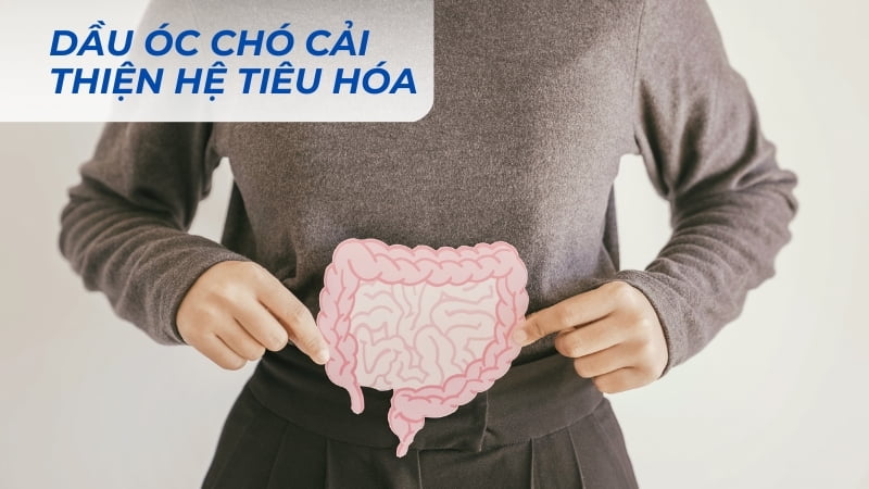 Dầu óc chó có tác dụng gì? 16 tác dụng của dầu óc chó 18 Cải thiện hệ tiêu hóa