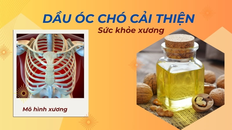 Dầu óc chó có tác dụng gì? 16 tác dụng của dầu óc chó 21 Cải thiện sức khỏe xương