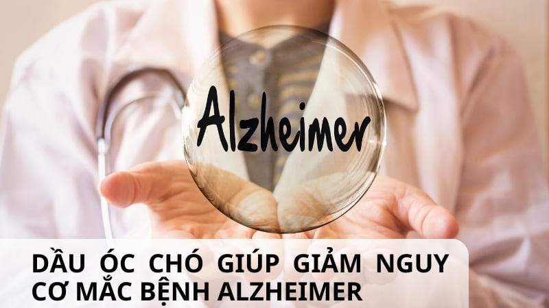 Dầu óc chó có tác dụng gì? 16 tác dụng của dầu óc chó 25 Giảm nguy cơ mắc bệnh Alzheimer